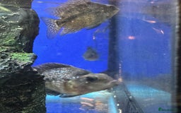 Cichlids fish for sale: Red texas hybrids and crystal parrots - Image 3