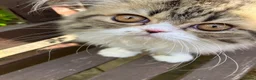 Persian cats for sale: Registered Pure Persian Kittens  - Advert 4