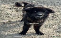 Mixed Breed dogs for adoption: 💝🐾💝🐾INTRODUCING STUNNING YOUNG GEORGIA💝🐾💝🐾 - Image 5