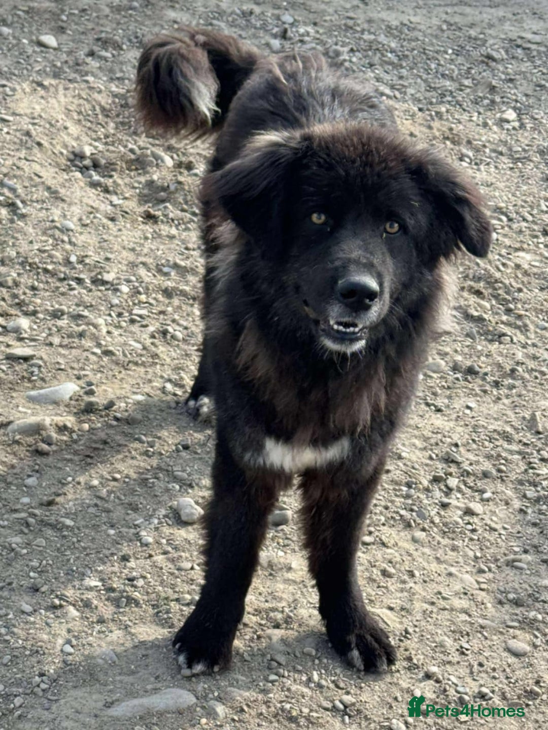 Mixed Breed dogs for adoption: 💝🐾💝🐾INTRODUCING STUNNING YOUNG GEORGIA💝🐾💝🐾 - Image 5