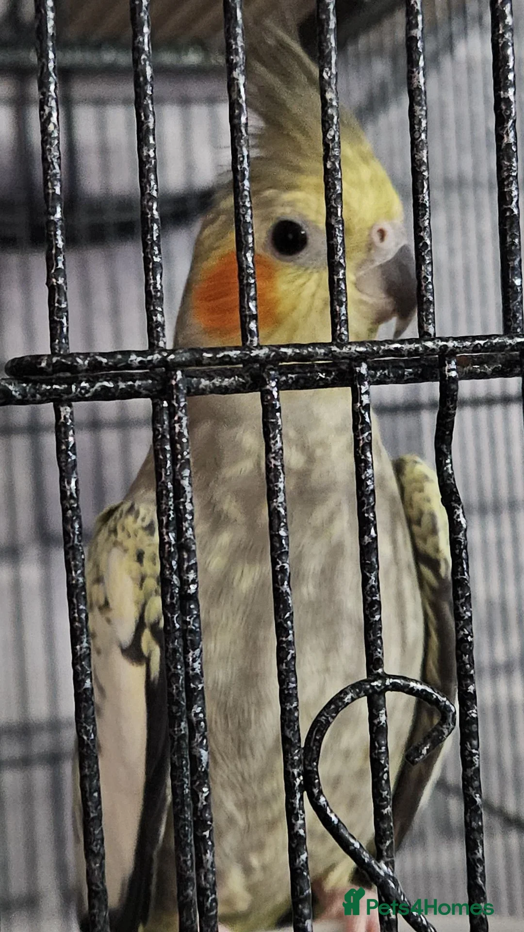 Cockatiels birds for sale: 2 male cockatiels in Launceston - Advert 1