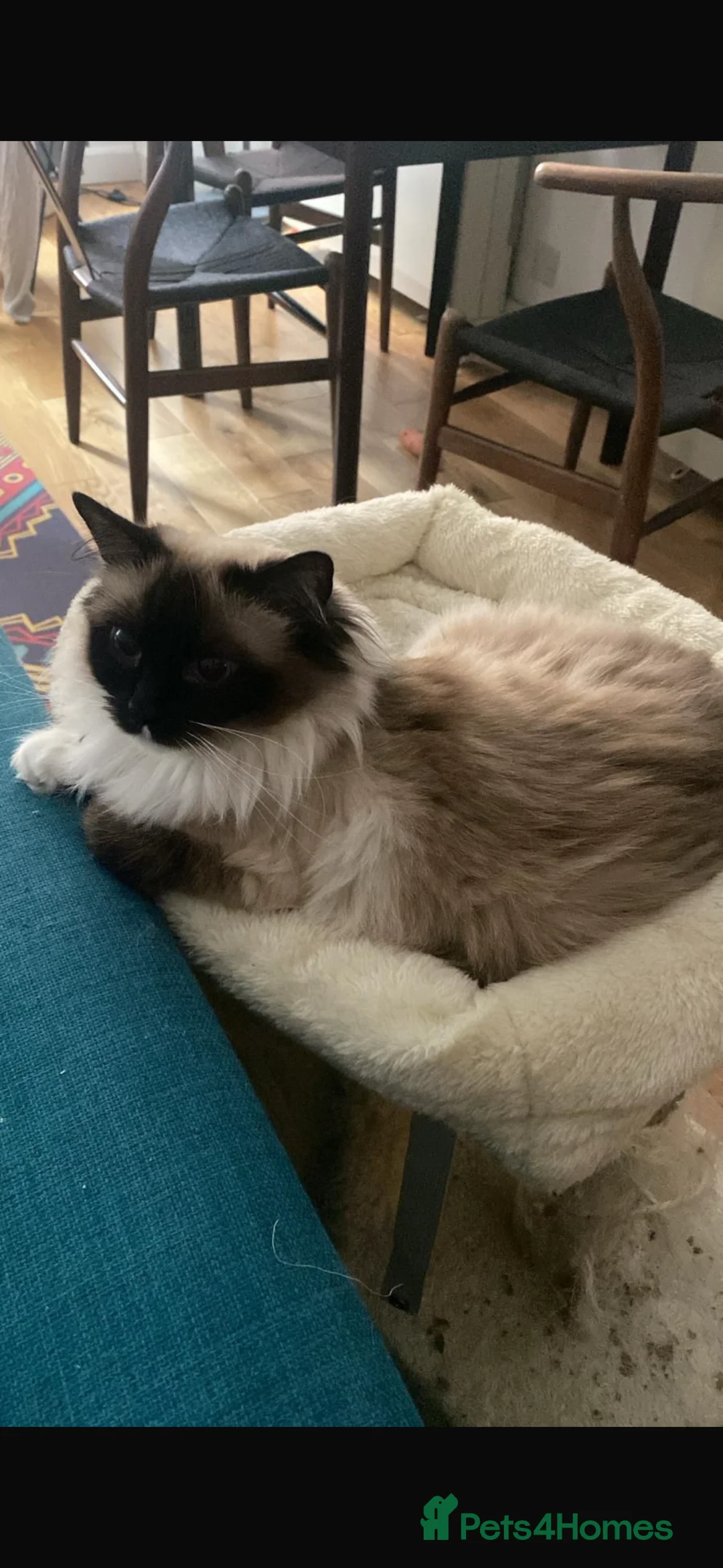 Ragdoll cats for sale: Active Female Ragdoll paper work  - Advert 2