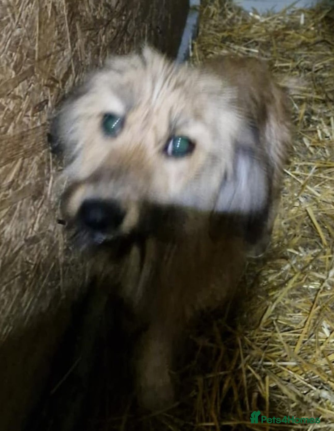 Mixed Breed dogs for adoption: 🌼 Meet Maya 🌼 – a sweet little survivor - Advert 3