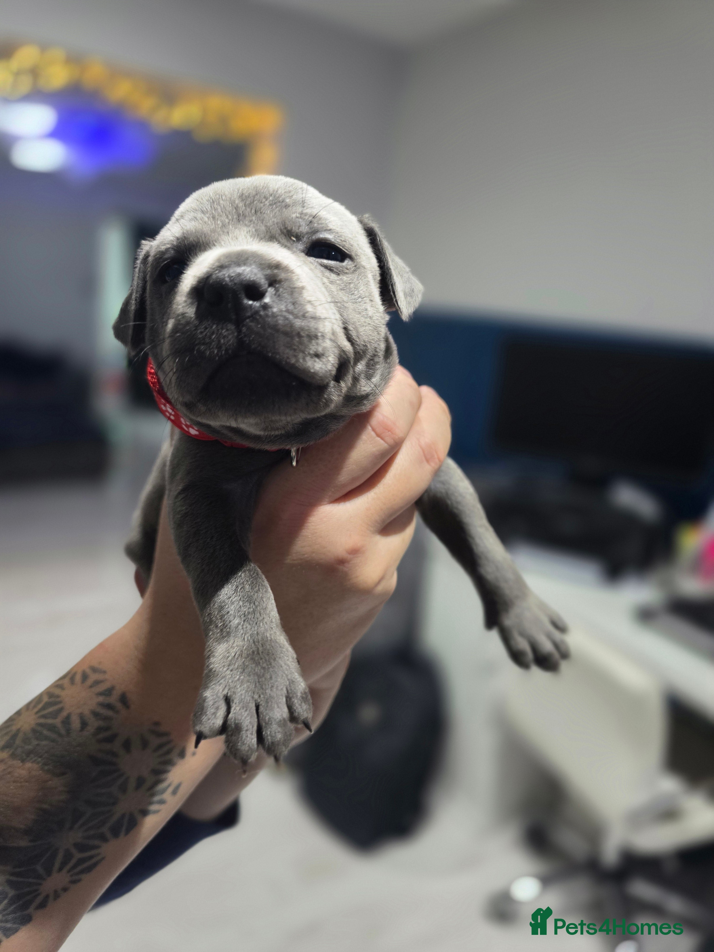 Staffordshire Bull Terrier dogs Beautiful Staffordshire Bull Terrier Puppies - Advert 1