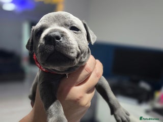 Staffordshire Bull Terrier dogs Beautiful Staffordshire Bull Terrier Puppies - Advert 1
