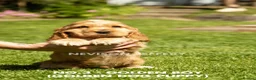 Cocker Spaniel dogs for sale: A STUNNING LITTER OF SHOW COCKERS - Advert 30
