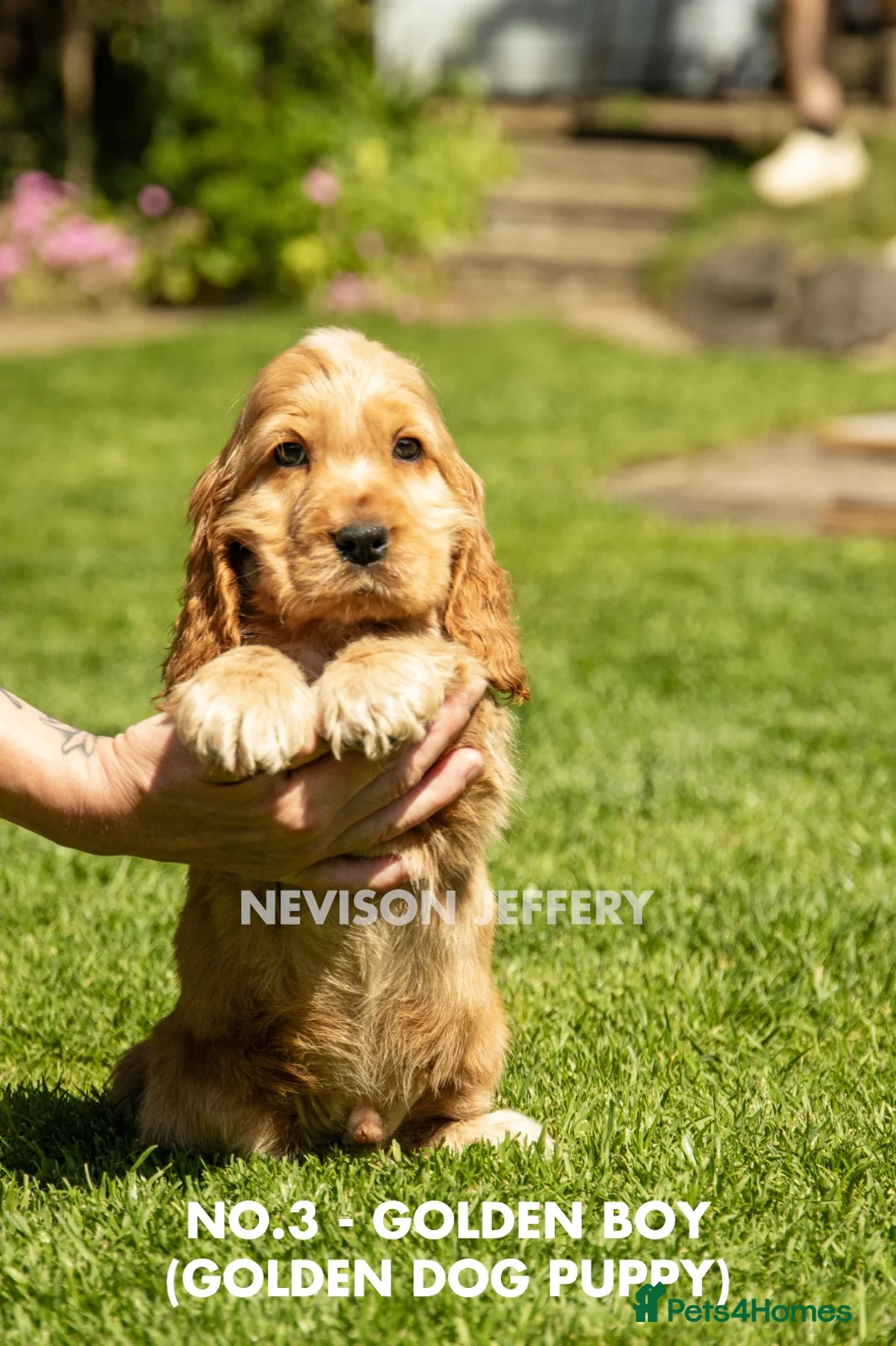 Cocker Spaniel dogs for sale: A STUNNING LITTER OF SHOW COCKERS - Advert 30