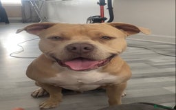 Mixed Breed dogs for sale: American bull dog mix - Image 5