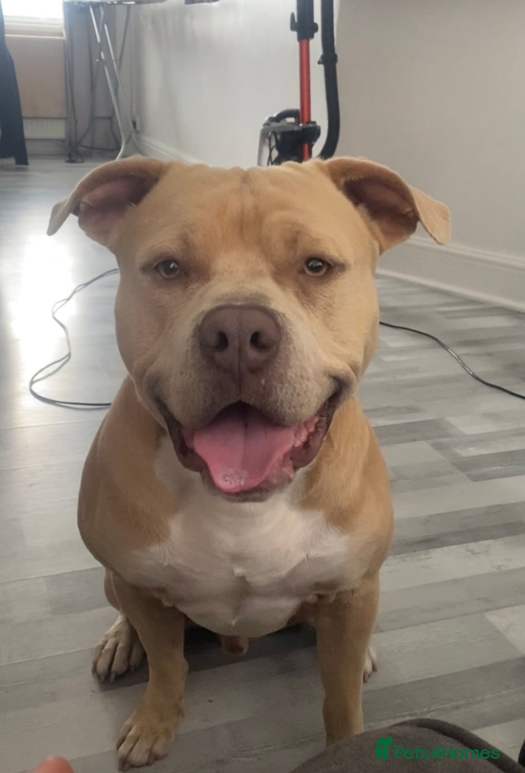 Mixed Breed dogs for sale: American bull dog mix - Image 5