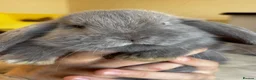 Mini Lop rabbits for sale: Beautiful Mini Lops Looking for 5-Star Pet Homes - Advert 4