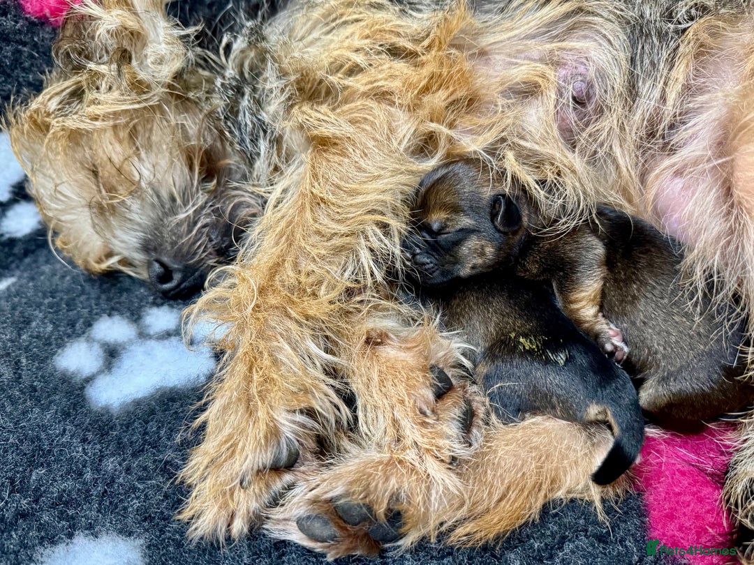 Border Terrier dogs for sale: Stunning Border Babies 🐾 Dog Training Family 🐾 - Advert 7