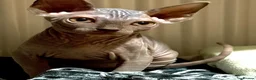 Sphynx cats for sale: Adorable sphynx girl  - Advert 3