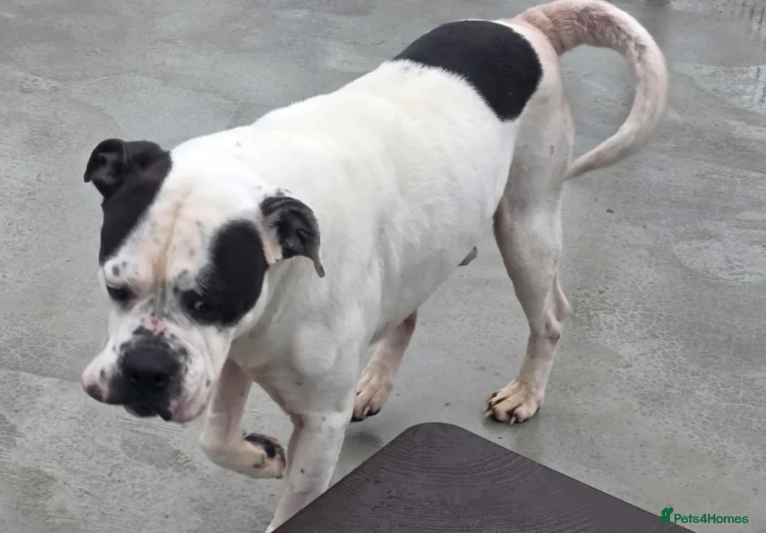 Mixed Breed dogs for adoption: CHARLIE 4yr old Mixed Breed - Advert 2