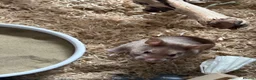 Hamster rodents for sale: Mink syrian hamster in Birmingham - Advert 4