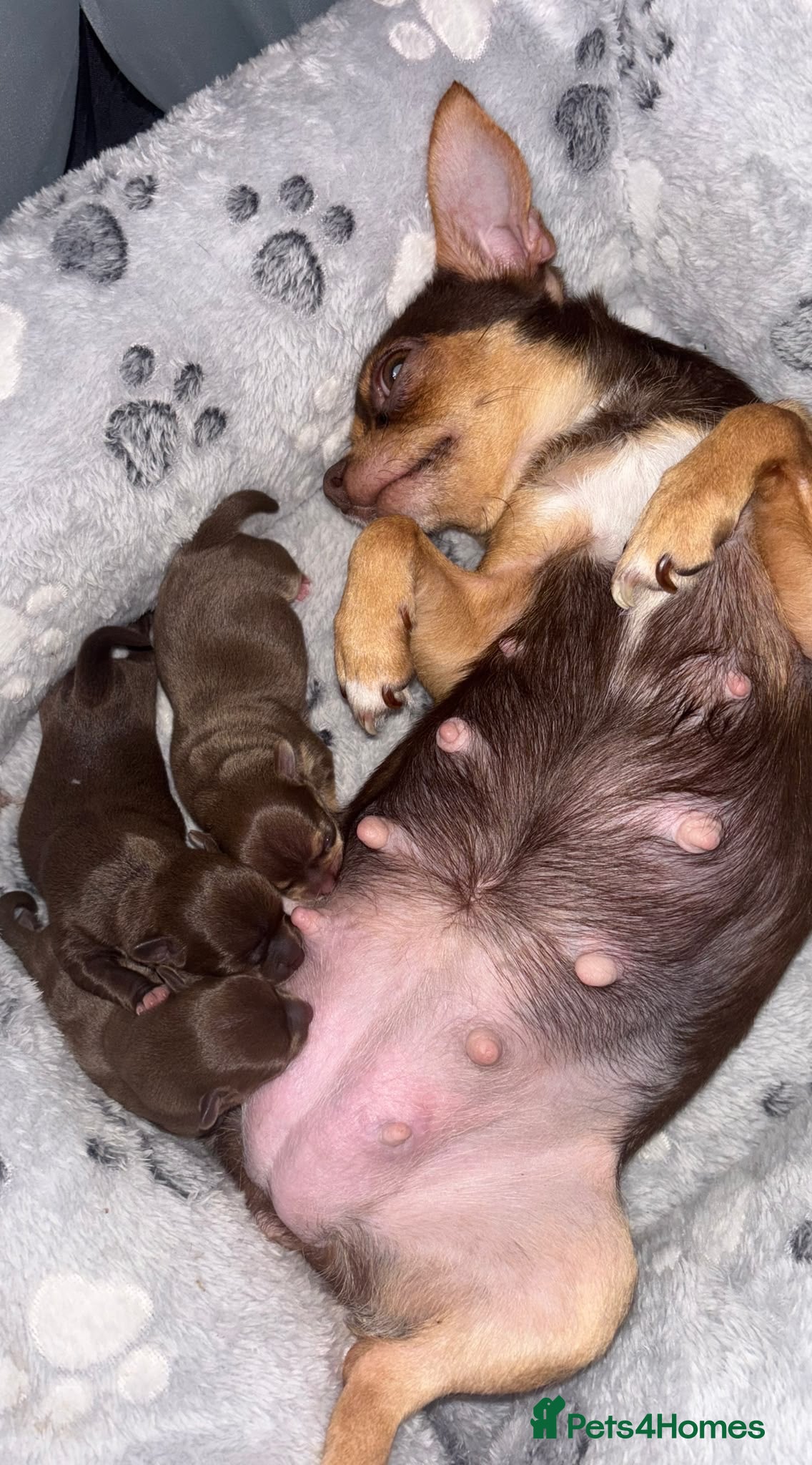 Chihuahua dogs 3 chihuahua puppy’s for sale - Advert 1