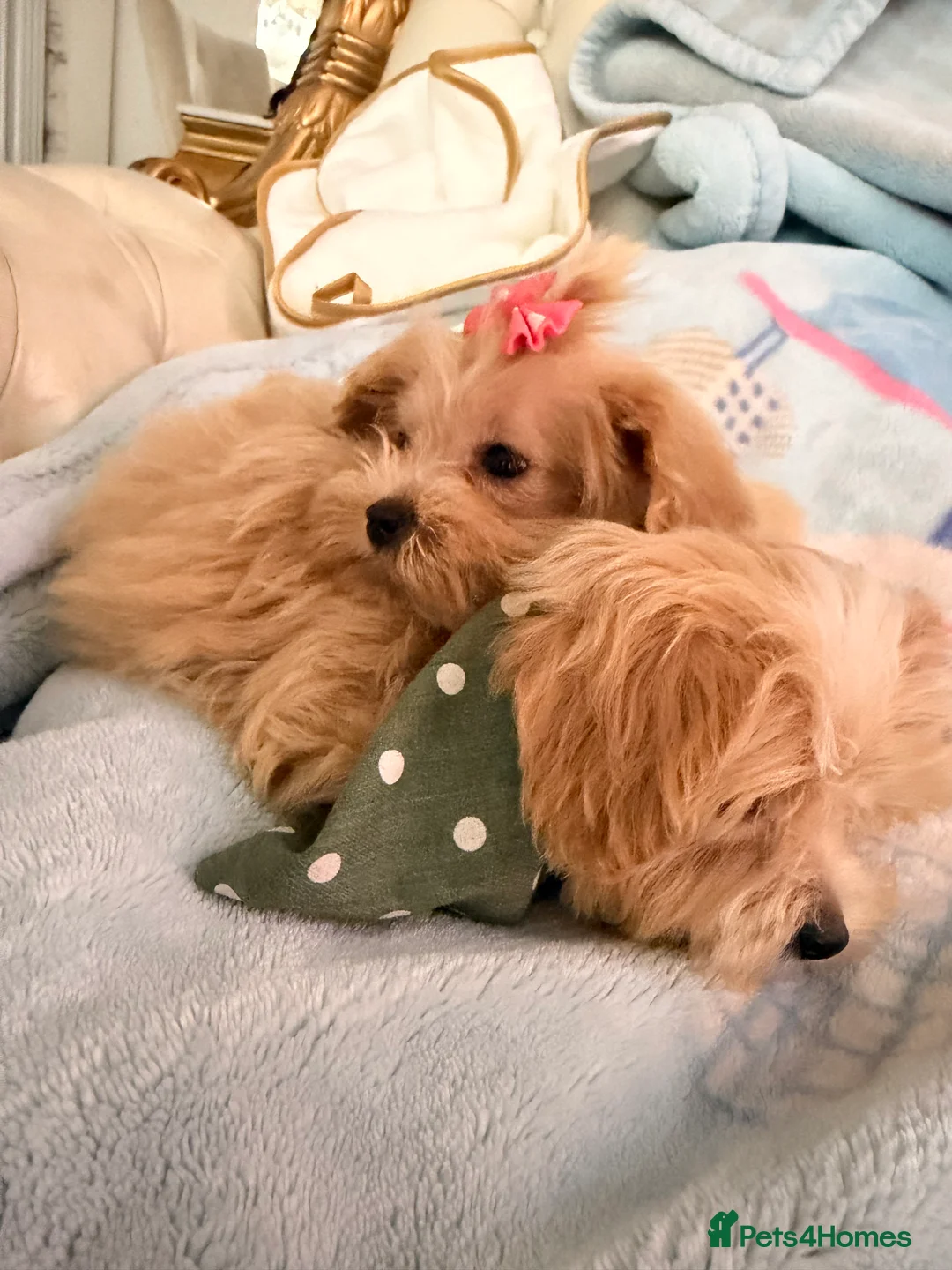 Maltipoo dogs for sale:  F1 Maltipoo puppies  - Advert 3