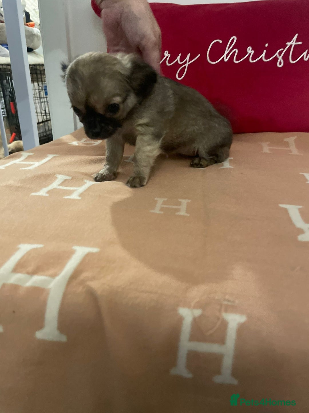 Chihuahua dogs for sale: Chihuahua puppies  - Advert 5