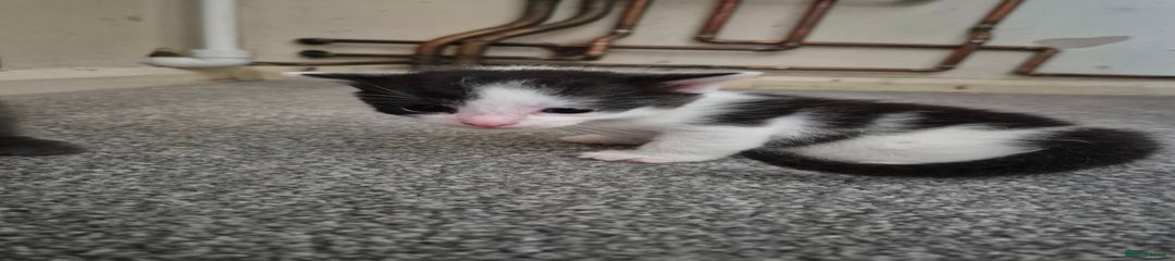 Mixed Breed Kitten 5