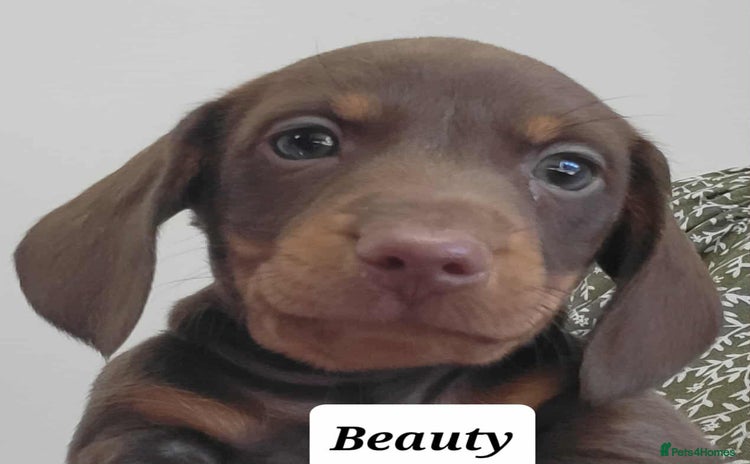 Miniature Dachshund dogs - Advert 2