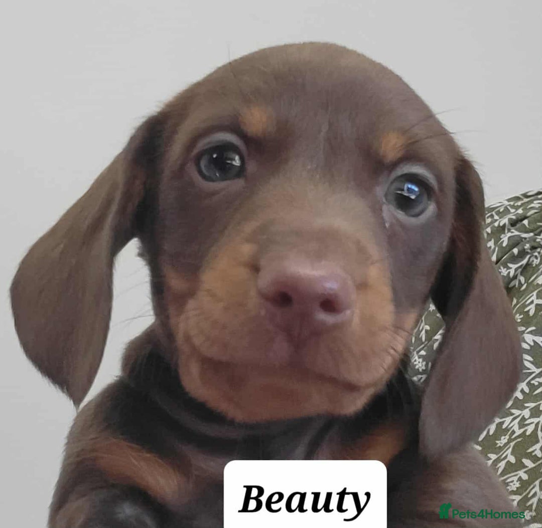 Miniature Dachshund dogs for sale: QUALITY MINIATURE DACHSHUND SMOOTH PUPS - Image 2