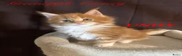 Maine Coon cats for sale: TICA Registered Full Maine Coon Kittens - Advert 18