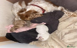 Cocker Spaniel dogs for sale: Amazing Chunky Working Cocker spaniel Puppies - Image 17