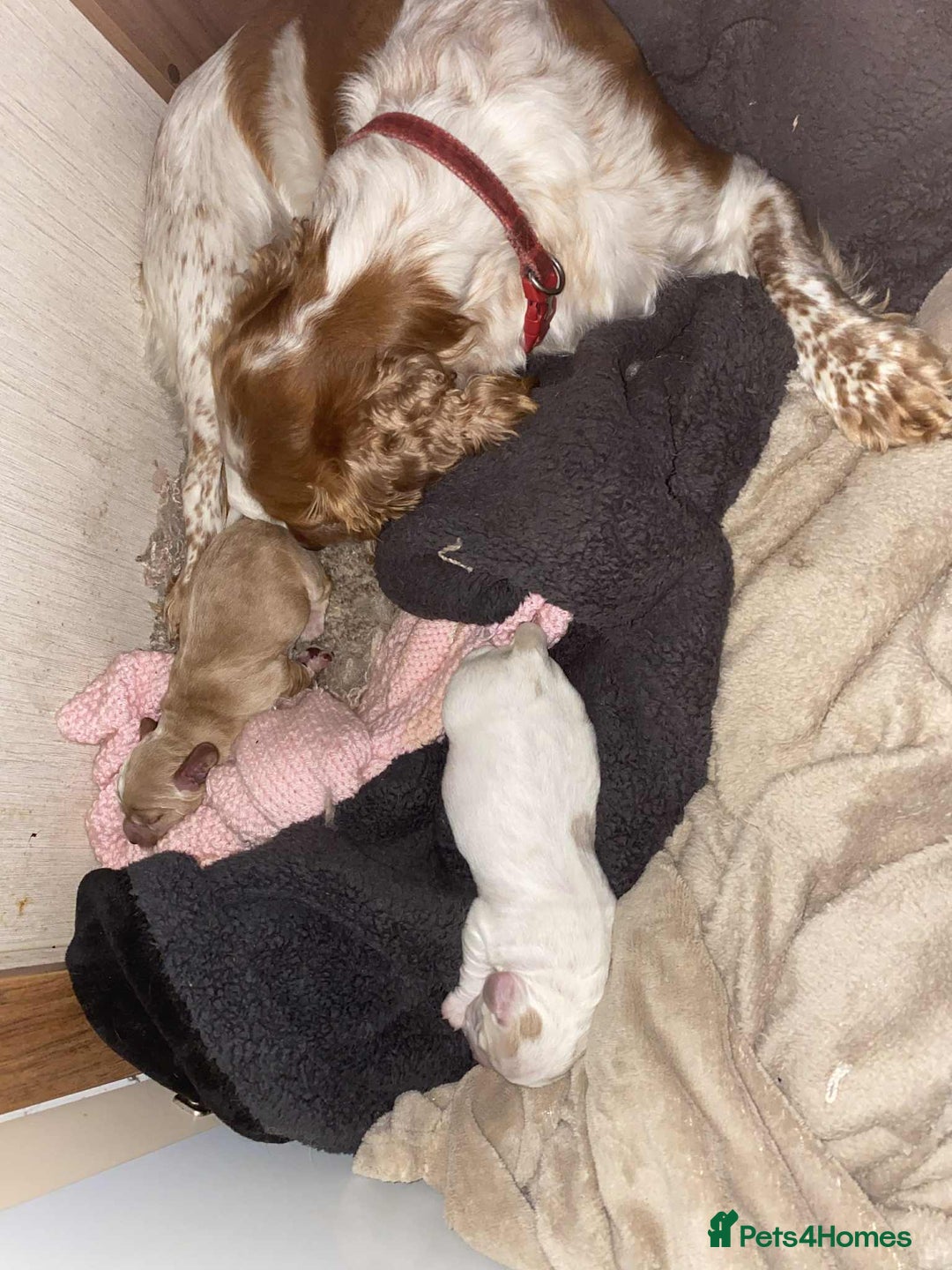 Cocker Spaniel dogs for sale: Amazing Chunky Working Cocker spaniel Puppies - Image 17