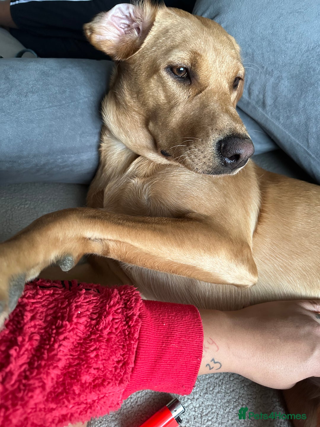 Labrador Retriever dogs for sale: Labrador retriever/aurora  - Advert 3