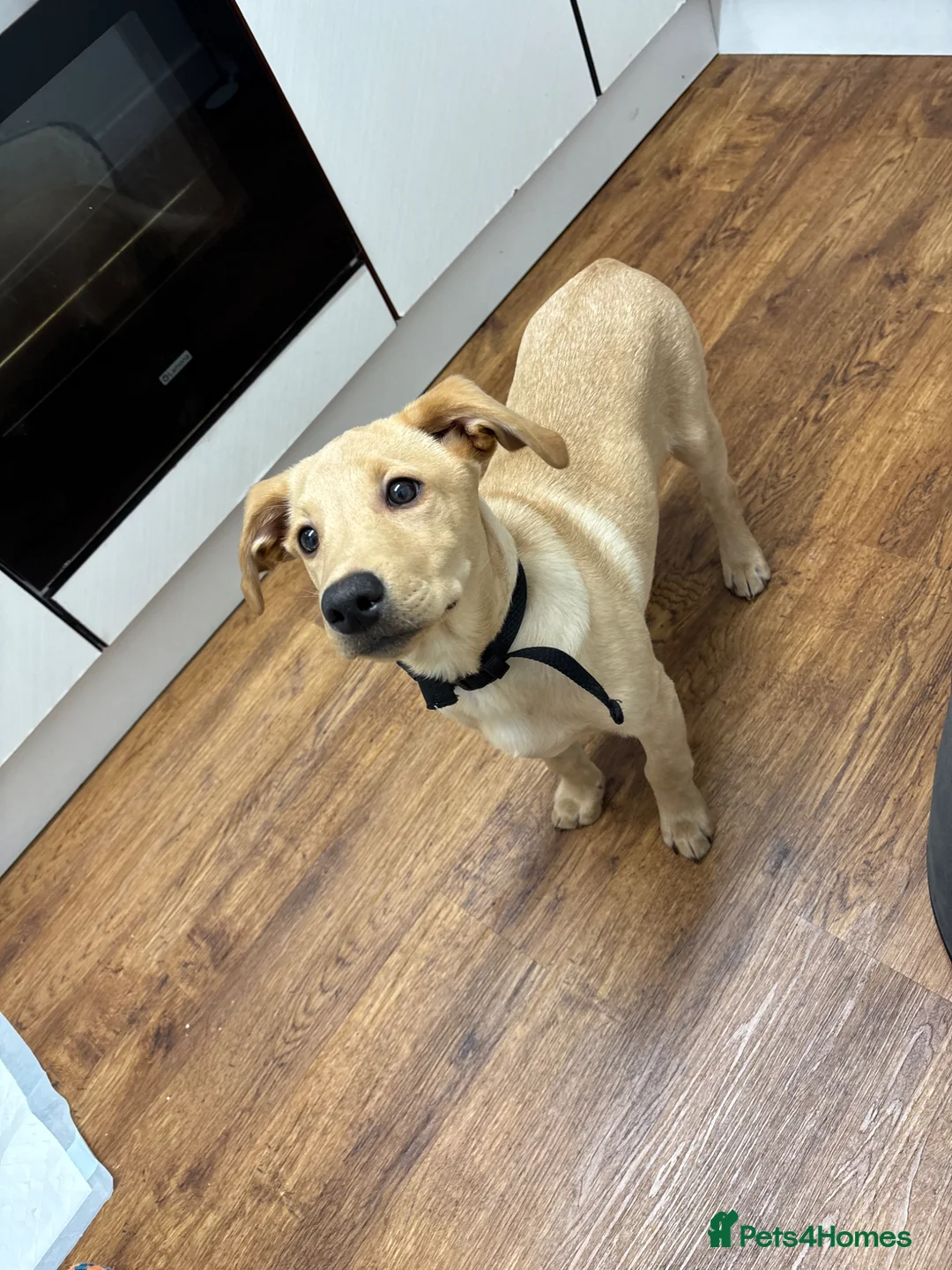 Labrador Retriever dogs for sale: 6 month old golden Labrador  in St. Ives - Advert 2