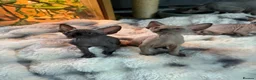 Sphynx cats for sale: Sphynx canadian kittens ready niw  - Advert 17