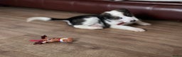 Border Collie dogs for sale: Boarder collie pups  - Advert 7
