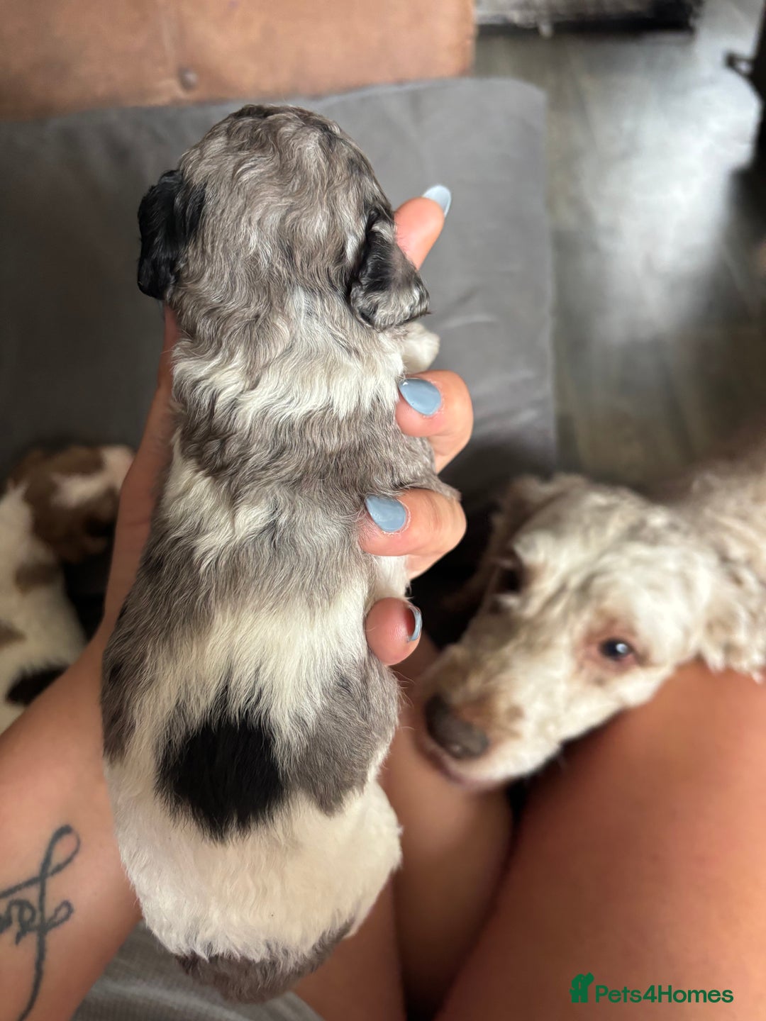 Cockapoo dogs for sale: Merle cockerpoo puppies for sale  - Image 12