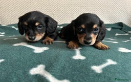 Miniature Dachshund dogs for sale: ***long haired mini dachshunds **** - Image 21
