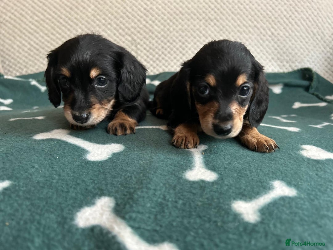 Miniature Dachshund dogs for sale: ***long haired mini dachshunds **** - Image 21