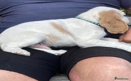 Cocker Spaniel dogs for sale: Cocker Spaniels, working type, KC reg, DNA clear - Image 16