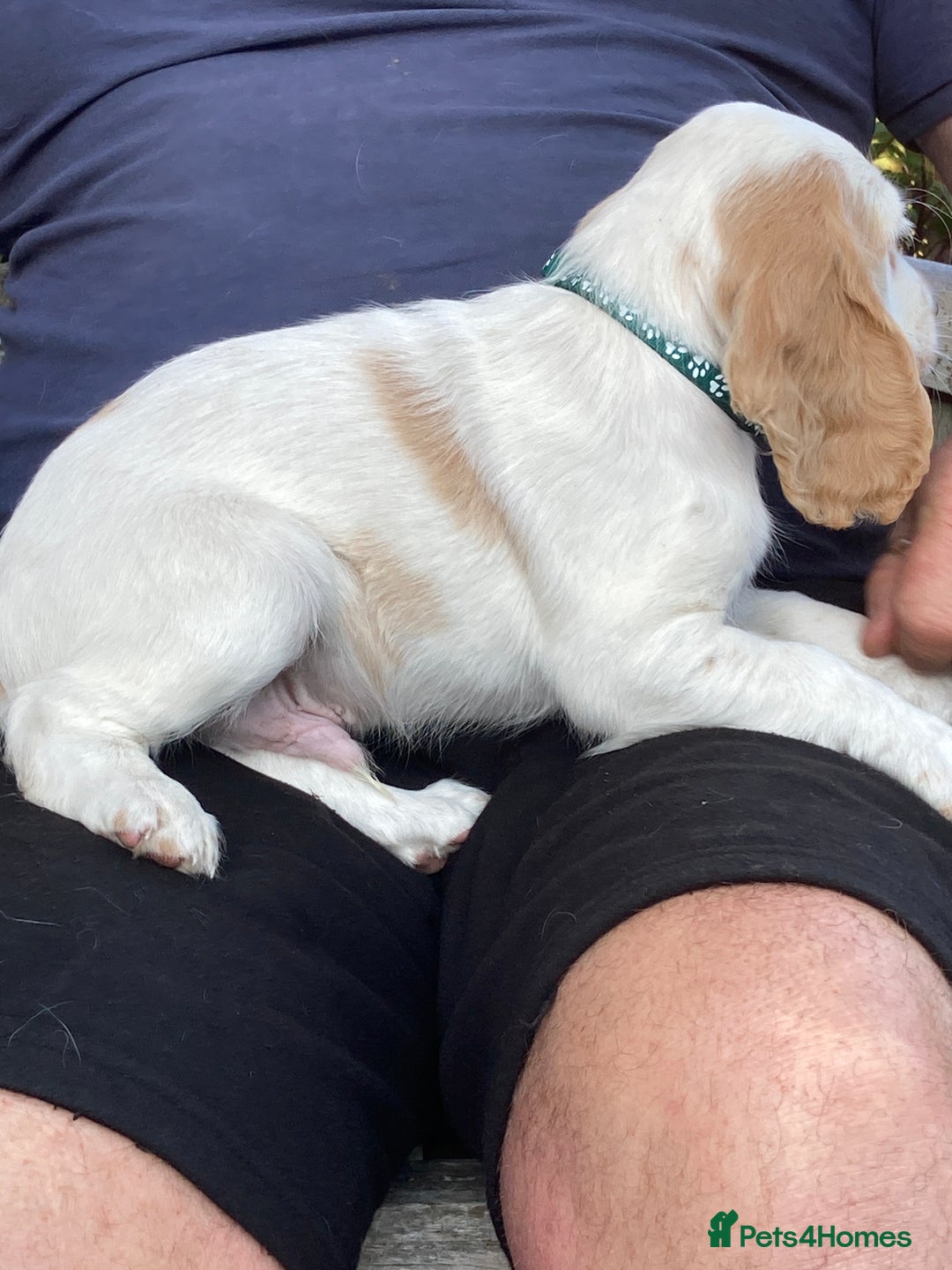 Cocker Spaniel dogs for sale: Cocker Spaniels, working type, KC reg, DNA clear - Image 16
