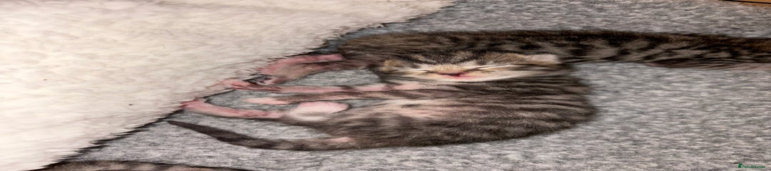 Mixed Breed- Tabby- Bambi