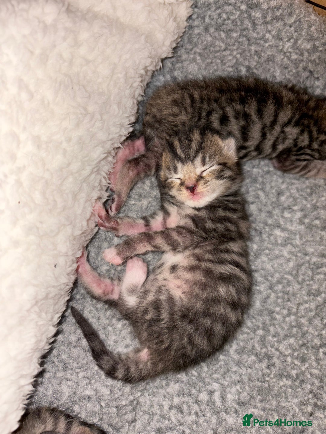 Mixed Breed cats for sale: 2 Tabby & 1 Black Female, 1 Black/White Male - Image 5