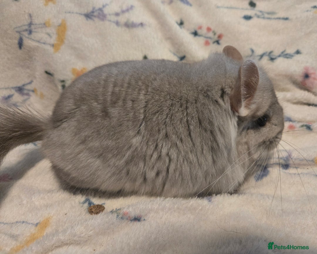 Chinchilla rodents for sale: Gorgeous Tan Royal Persian Angora Poss VC/BDC - Advert 8