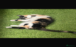 Mixed Breed cats for sale: Cute cat for free  - Image 3