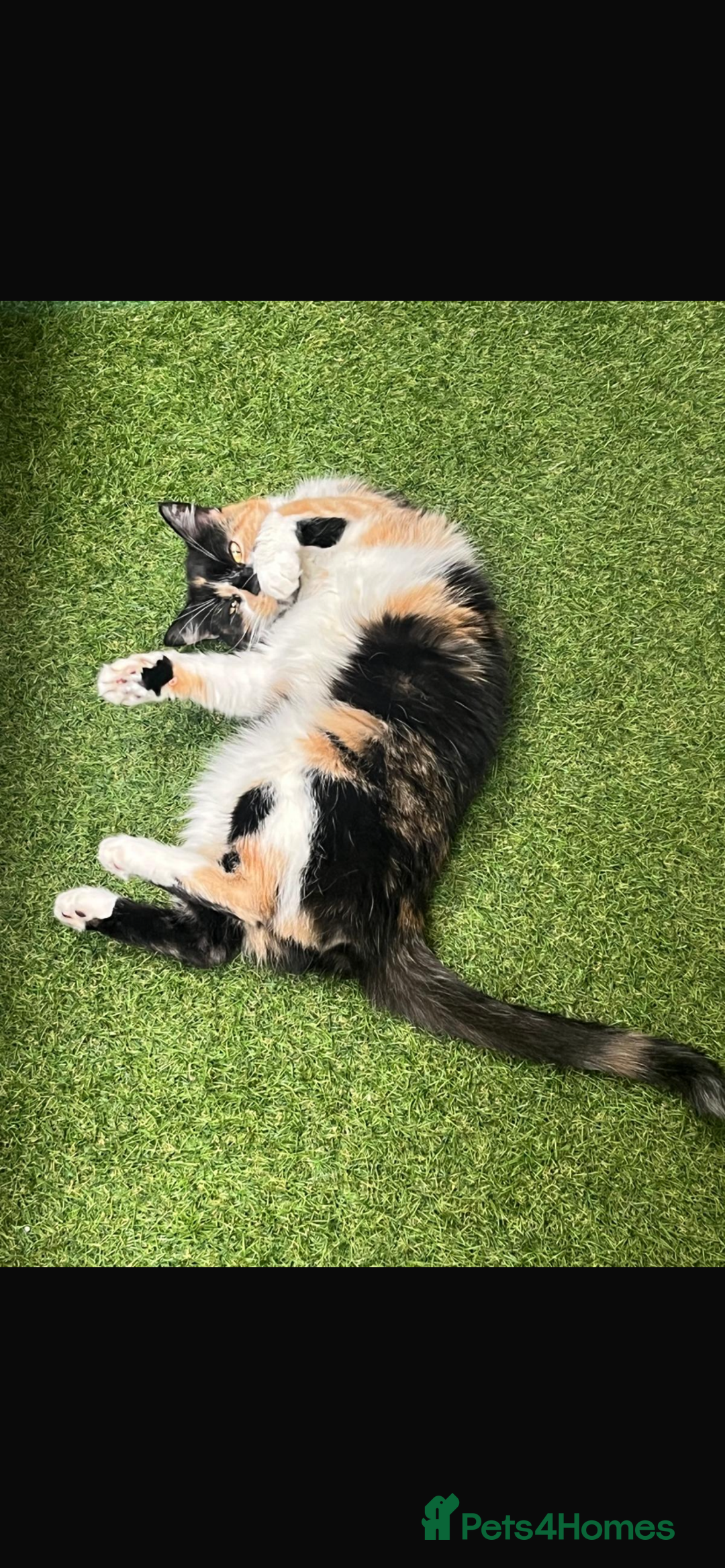 Mixed Breed cats for sale: Cute cat for free  - Image 3