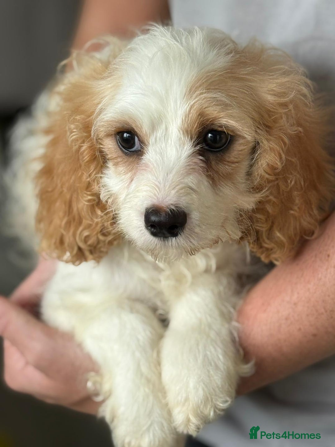 Cavapoo dogs for sale: F1 apricot and white health tested Cavapoo puppies - Image 2