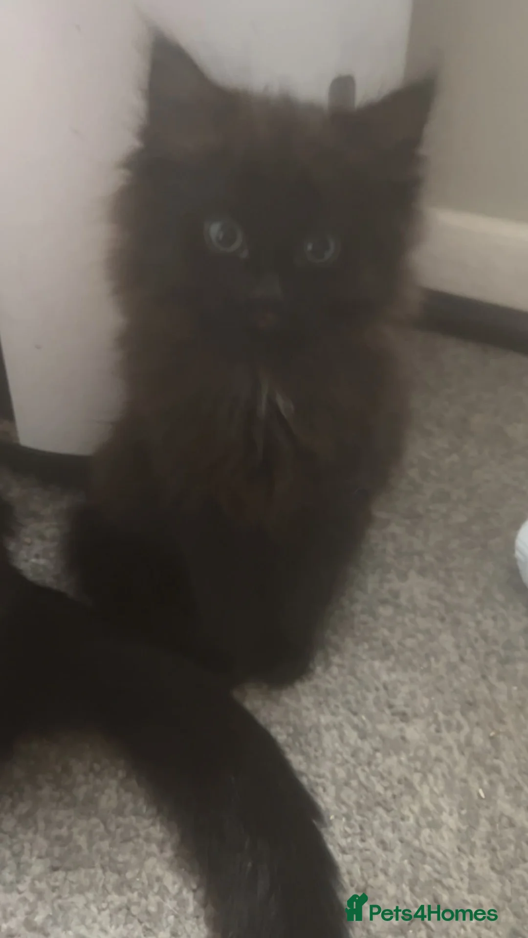 Mixed Breed cats for sale: Beautiful kittens for sale to 5* homes  - Advert 14