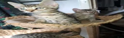 Bengal cats for sale: Snow lynx bengal kittens  - Advert 2