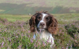 English Springer Spaniel dogs for sale: KC registered Springer spaniels puppies  - Image 15