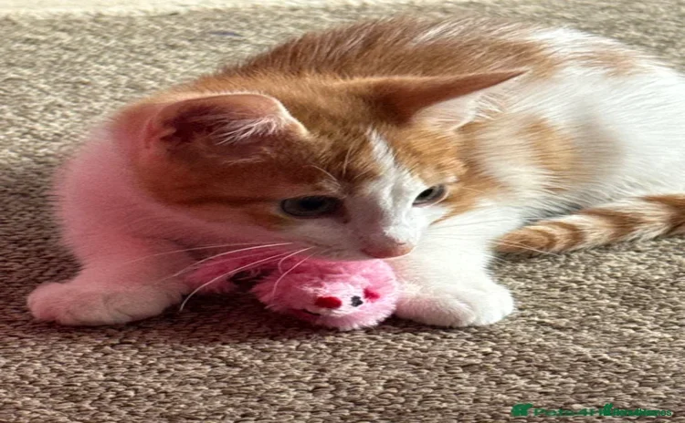 Domestic Shorthair cats - Advert 9