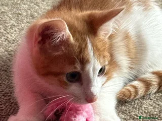 Domestic Shorthair cats - Advert 30