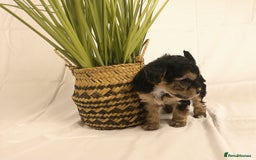 Yorkiepoo dogs for sale: Tiny Yorkipoos beautiful fluff balls puppies - Image 29