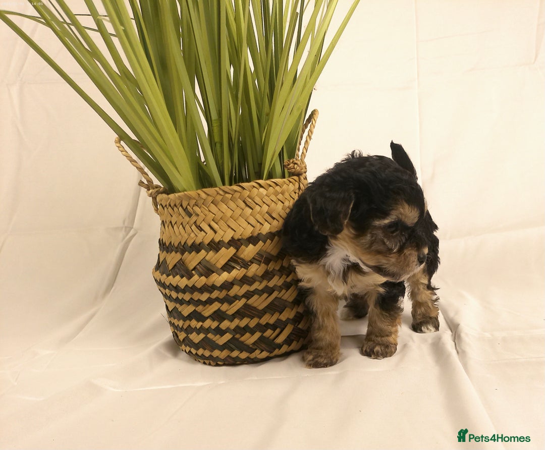 Yorkiepoo dogs for sale: Tiny Yorkipoos beautiful fluff balls puppies - Image 29
