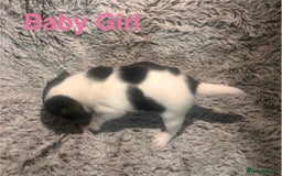 Mixed Breed dogs for sale: 6 Jack Russell x Yorkshire Terrier Puppies  - Image 11